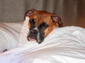 Cranky brindle boxer takes a nap in bed Royalty Free Stock Photo