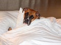 Cranky brindle boxer takes a nap in bed Royalty Free Stock Photo