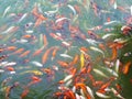 fish top view pond in the park, Fancy fish surface on