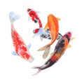 fish Watercolor painting isolated. Watercolor hand painted fish illustrations. fish isolated on white background