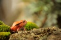 Crapaud rouge de Madagascar - Dyscophus antongilii Royalty Free Stock Photo