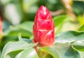 Crape ginger flower (Costus speciosus Smith) Royalty Free Stock Photo