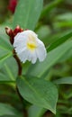 Crape ginger, malay ginger, spiral flag flower blossom. Royalty Free Stock Photo