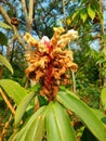 Crape ginger, Malay ginger, Spiral Flag, Wild ginger scientific name: Cheilocostus speciosus Royalty Free Stock Photo