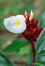 Crape ginger, malay ginger, spiral flag flower blossom. Royalty Free Stock Photo