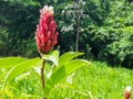 Crape ginger, Malay ginger, Spiral Flag, Wild ginger scientific name: Cheilocostus speciosus Royalty Free Stock Photo