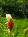 Crape ginger, Malay ginger, Spiral Flag, Wild ginger scientific name: Cheilocostus speciosus Royalty Free Stock Photo