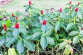 Crape ginger red flower (Costus speciosus Smith) or Spiral Flag Royalty Free Stock Photo