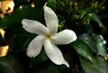 Crape jasmine five petal white flower