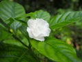 Crape Jasmine on green leaf background in garden. White flowers.