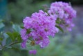 Crape Myrtle Catawba flower Royalty Free Stock Photo