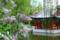 Crape myrtle and chinese pavilion at beijing