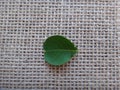 Leaf of crape-myrtle on jute background - Adaxial face