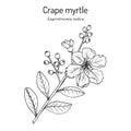 Crape myrtle, or crepeflower Lagerstroemia indica , state flower of Texas