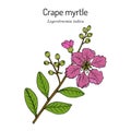 Crape myrtle, or crepeflower Lagerstroemia indica , state flower of Texas