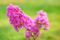 Crape myrtle flower