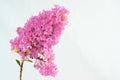 Crape myrtle flower