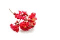 Crape myrtle flower isolated on white background, red Flower on white background.