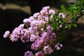 Crape myrtle flowers