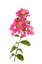 Crape myrtle flowers