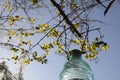 Crape myrtle and solar lantern Royalty Free Stock Photo