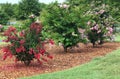 Crape Myrtle Tree Royalty Free Stock Photo