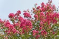 Crape Myrtle Tree Flowers (Lagerstroemia) Deep Pink