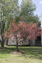 Crape Myrtle Tree fully bloomed in Spring Royalty Free Stock Photo