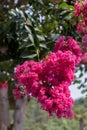 Crape Myrtle tree Lagerstroemia indica flowering in Italy Royalty Free Stock Photo