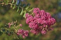 Crapemyrtle flowers. Royalty Free Stock Photo