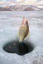 Crappie being caught through ice hole in mountains