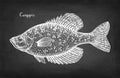 Crappie fish chalk sketch