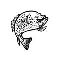 Crappie Fish Jumping Up Mascot Black and White Royalty Free Stock Photo