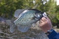 Crappie Fishing Royalty Free Stock Photo