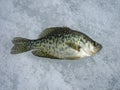Crappie on Ice Royalty Free Stock Photo