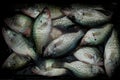 Crappie Royalty Free Stock Photo