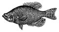 Crappie, vintage illustration