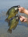 Crappies Royalty Free Stock Photo