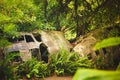 Crashed plane in the rainforest