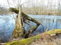 Crashed tree in swamp, Lithuania
