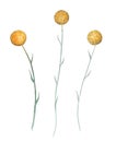 Craspedia australian wild garden yellow, spherical flowers watercolour illustration isolated on white