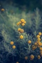 Craspedia billy buttons flowers in garden background closeup selective focus