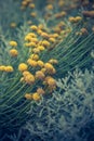 Craspedia billy buttons flowers in garden background closeup selective focus