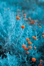 Craspedia billy buttons flowers in garden infrared colors closeup selective focus background