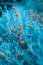 Craspedia billy buttons flowers in garden infrared colors closeup selective focus background