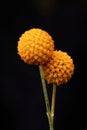 Craspedia Globosa `Golf Beauty` Royalty Free Stock Photo