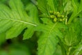 Crassocephalum crepidioides, also called ebolo, thickhead, redflower ragleaf, or fireweed