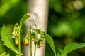 Crassocephalum crepidioides, also called ebolo, thickhead, redflower ragleaf, or fireweed