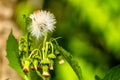 Crassocephalum crepidioides, also called ebolo, thickhead, redflower ragleaf, or fireweed