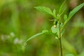 Crassocephalum crepidioides, also called ebolo, thickhead, redflower ragleaf, or fireweed